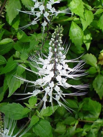 Orthosiphonis folium Orthosiphon aristatus (Lamiaceae) jávai tea, vesetea HA: kávésav-származékok, flavonoid, diterpének (staminol, neoorthosiphol,