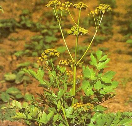 Levistici radix lestyán gyökér Levisticum officinale (Apiaceae) HA: IO, kumarin,