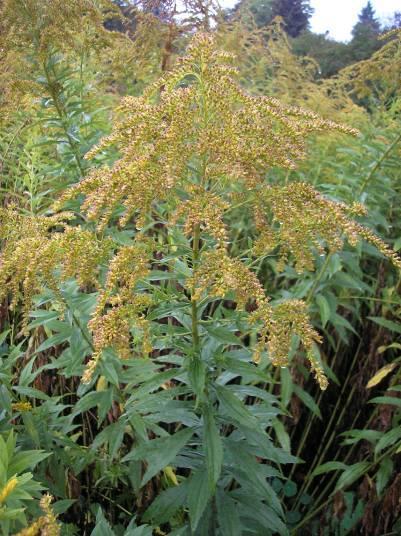 anyanövény: Solidago