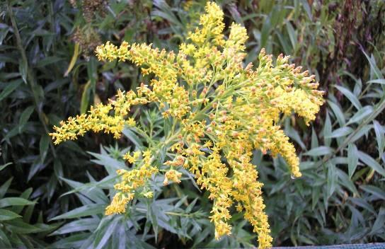 anyanövény: Solidago