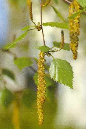 VIII. Betula pendula