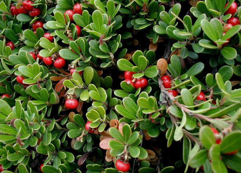 Uvae ursi folium Orvosi medveszőlő levél Arctostaphylos uva-ursi Ericaceae Drog: Uvae ursi folium (Ph. Hg. VII., Ph. Eur. 4., Ph. Hg. VIII.