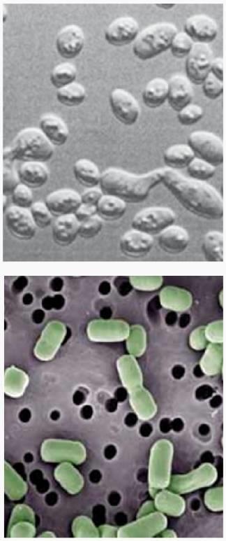 Borhibák megszüntetése - Megelőző és helyreállító microbiológiai szűrés gombák és baktériumok Bailii,