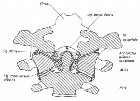 továbbá a dens axis (a második nyakcsigolya fogának) keresztmetszete, amely körül a fej elfordítása történik. A medián-szagittális metszetben (2.
