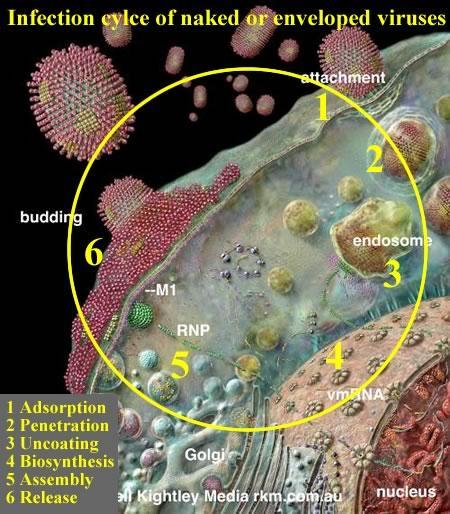 A vírusok szaporodása (vírusreplikáció) - élő fogékony sejtben Vírusszaporodás