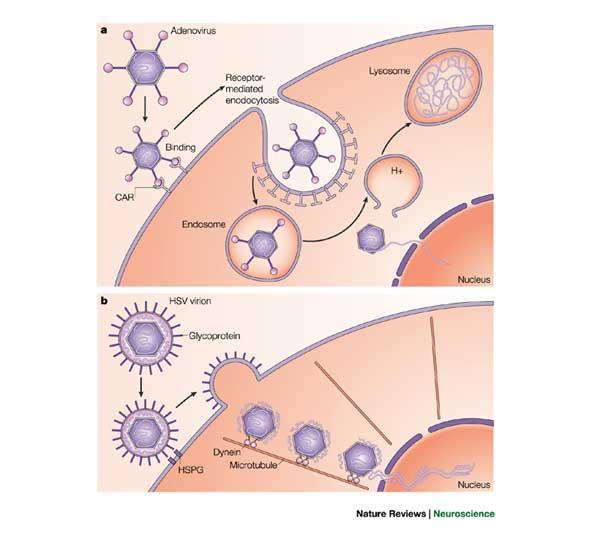 3. Dekapszidáció a sejtbe jutott vírusrészecskéből kiszabadul a nukleinsav - elveszítik a burkot vagy a kapszidot a sejtbe való bejutáskor - a kapszid eljut a nukleáris pórusokhoz,