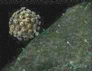 1. Megtapadás - Adszorbció a vírus - sejt kapcsolat első lépése. - a sejt membránján lévő receptorokhoz történik a vírus kötődése. - a receptorok szintézisét a sejtgenom határozza meg.