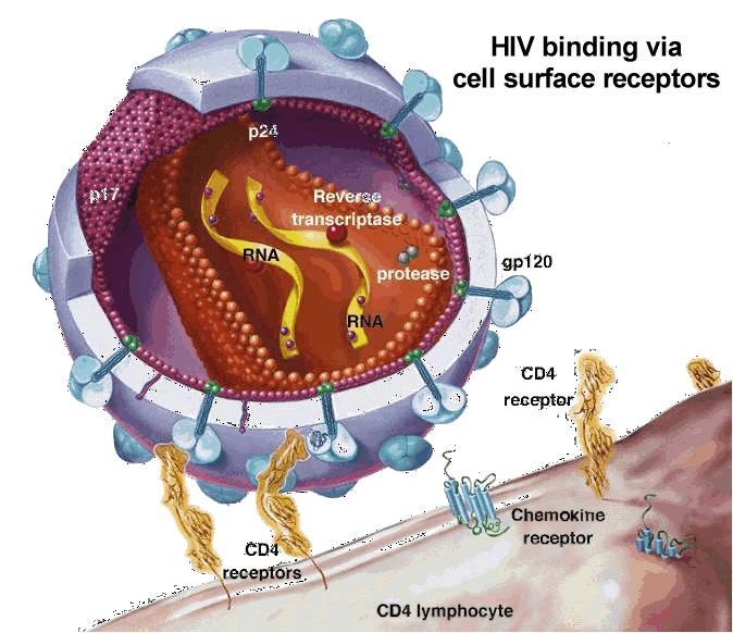 - a humán- és állatpatogén vírusok kapszidján olyan szerkezetek találhatók melyek képesek kötődni a sejtek felszínén lévő receptorokhoz.
