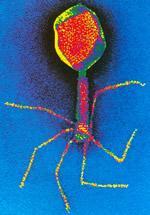 Bakteriofágok a prokarióták baktériumok vírusai. - a baktériumokban elszaporodva feoldják azokat (phageo=elfogyasztani).