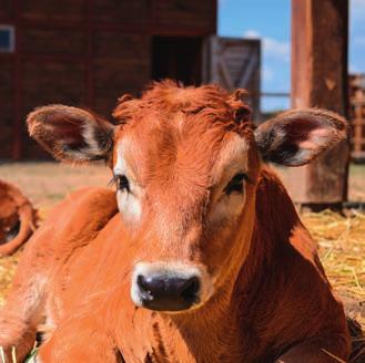 Az állatok táplálása kizárólag tejjel vagy tejhelyettesítővel (minimum 50% tejpor tartalom, folyadékban oldva) történik, a borjak a vágáskor garantáltan 8 hónapnál fi atalabbak.
