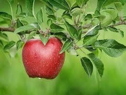Kányádi Sándor: Alma Alma, alma piros alma odafönn a fán.