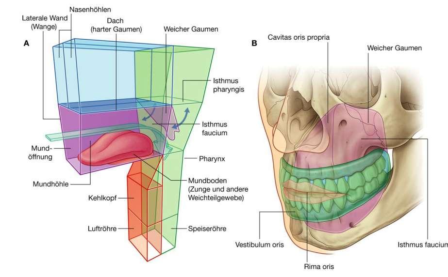 Cavitas oris Lateralis fal Bucca (orca) Nares Palatum durum Palatum molle Palatum