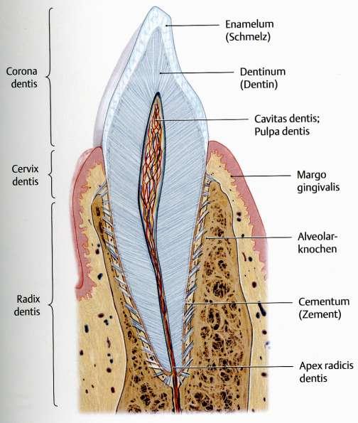 Dentes szerkezeti felépítés Corona dentis Cervix dentis Radix dentis Cavum dentis Canalis radicis dentis Foramen