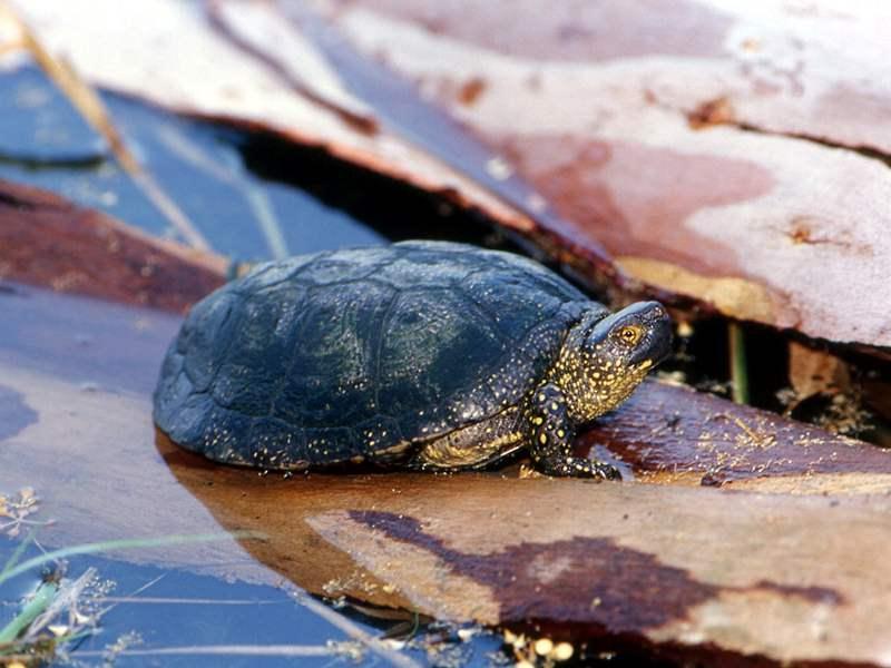 Rend: Teknősök (Testudines) bőrcsontok és ebbe beolvadt csigolyák, bordák + hátpáncél + haspajzs állkapocsban szarukáva jó