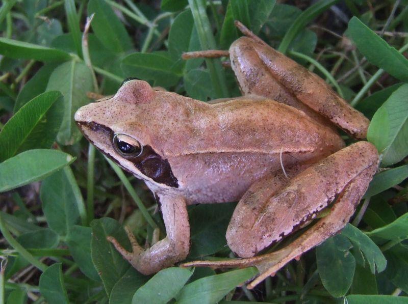 Osztály - Kétéltűek (Amphibia) Az