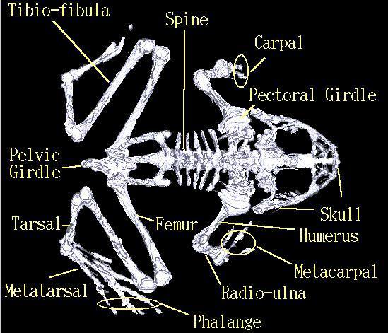 Osztály - Kétéltűek (Amphibia) koponyájuk két nyakszirti bütyökkel (condylus occipitalis)