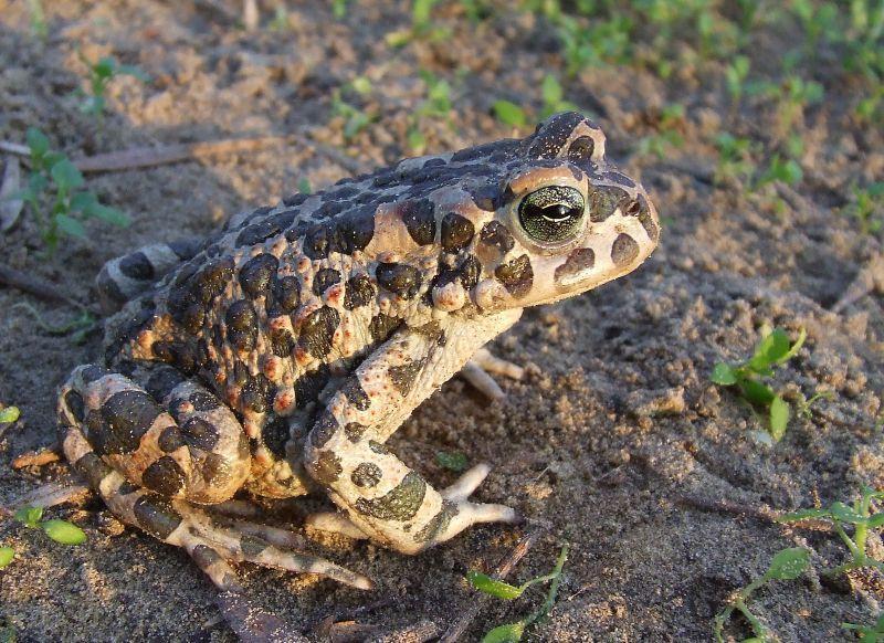 Osztály - Kétéltűek (Amphibia) A bőr középső rétege, az irha vérerekkel gazdagon átszőtt (bőrlégzés), mirigyeket, idegsejteket, simaizomrostokat és pigmentsejteket