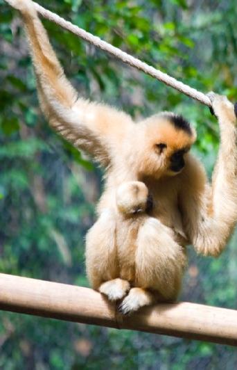 Aranyarcú gibbon Ázsiában él. Esőerdőkben lakik a fák tetején. Leveleket, gyümölcsöket, virágokat és rovarokat eszik.