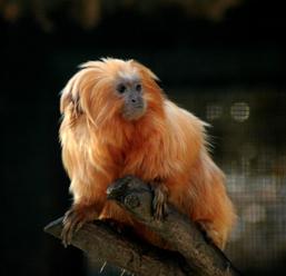 Dél amerikai állatok Karmosmajmok A karmosmajmok kicsi majmok.