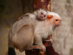 A Szegedi Vadaspark címerén is ez a majmocska van. Ezüstös selyemmajom Az ezüstös selyemmajom Amerikában él.
