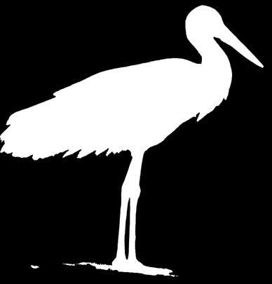 Fehér gólya Szín: Tollazata fehér-fekete, csőre és lába piros Testalkat: magassága 110-120 cm szárnyfesztávolsága 155-175 cm Élőhely: víz