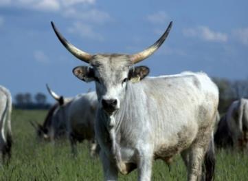 Szürke marha Szín: Szürke Testalkat: Testtömeg 500-800 kg