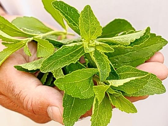 Édes ízű, de cukrokat nem tartalmazó növények A Stevia rebaudiana egyes komponenseit in vitro mutagén hatásúnak találták, de ezt későbbi humán megfigyelések nem