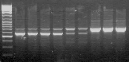 A fragmentumokat automata fluoreszcens DNA szekvenátorral (ABI PRISM 3100 Genetic Analyzer) elemeztük, mindkét írányban elvégezve a szekvenálást. A szekvenciákat ChromasPro (version 1.