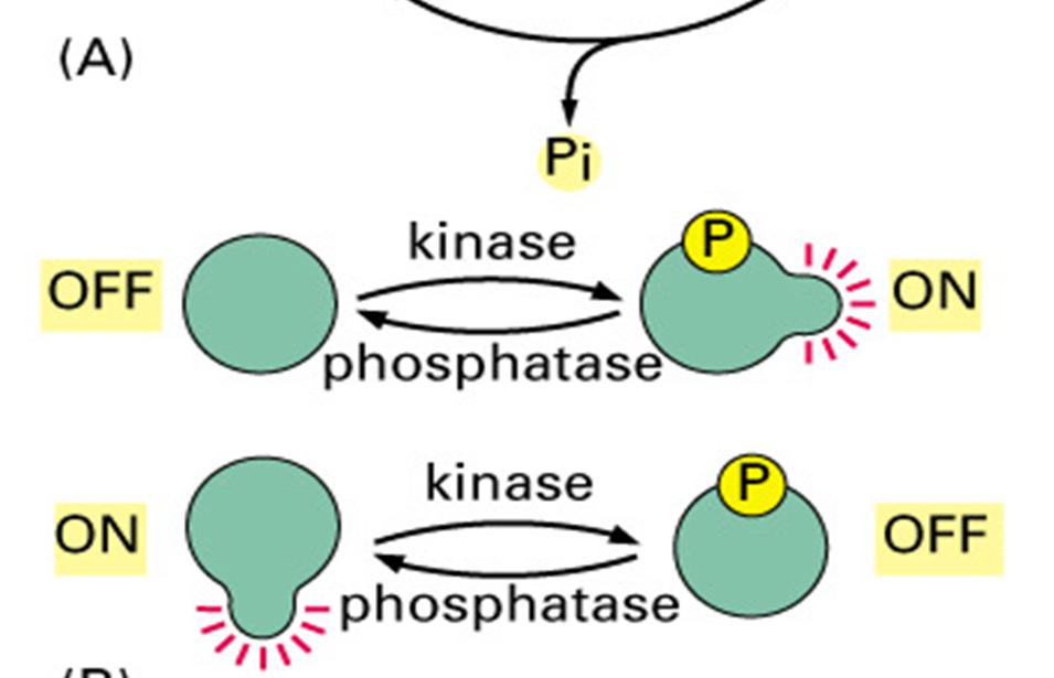 (foszfatázok) Ubiquitin (proteázok) Egyéb fehérjék A kémai változás