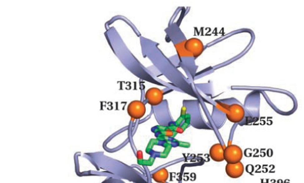 A rákos sejt ellenáll Rezisztenciát eredményező mutációk a Bcr-Abl kinázban