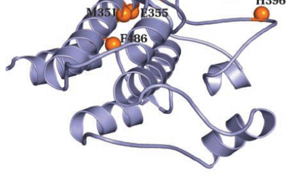 Különböző aminosavak spontán mutációját figyelték meg Bcr-Abl kinázban.