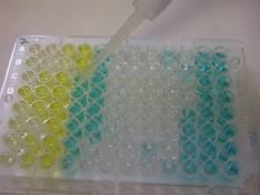 Vemhességi fehérjék kimutatása A vemhességi fehérjék kimutatásán alapuló laboratóriumi vizsgálatok a termékenyítés utáni 28-30. napon szintén elvégezhetők.