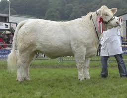 Charolais