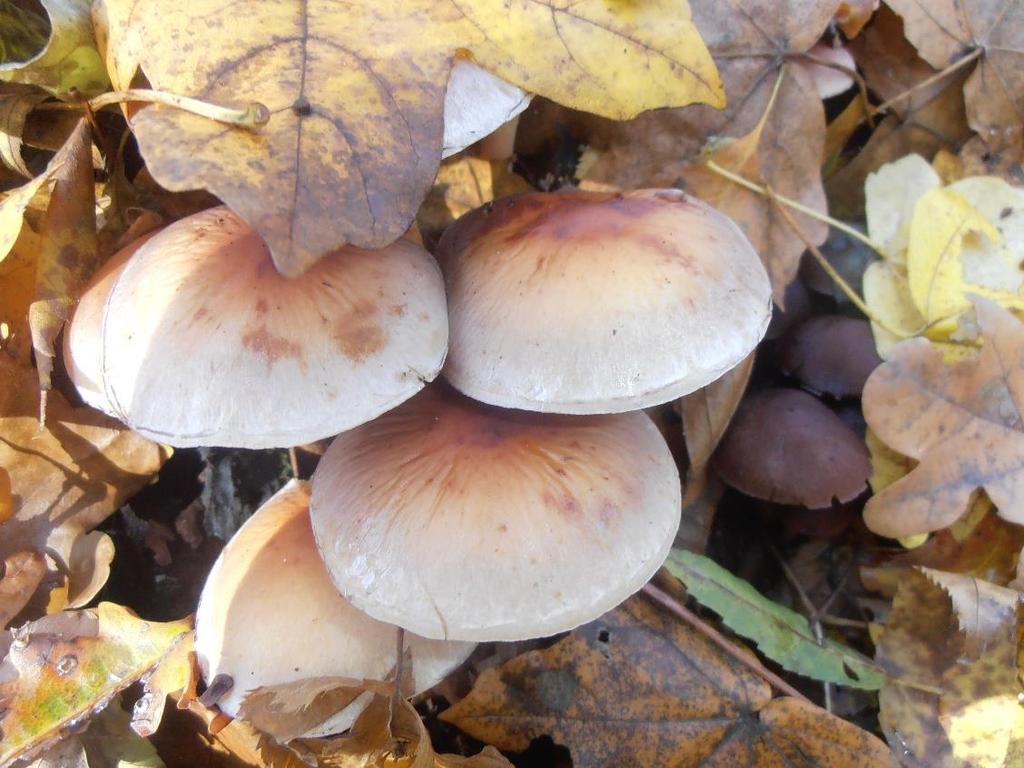 ábra Armillaria tabescens a