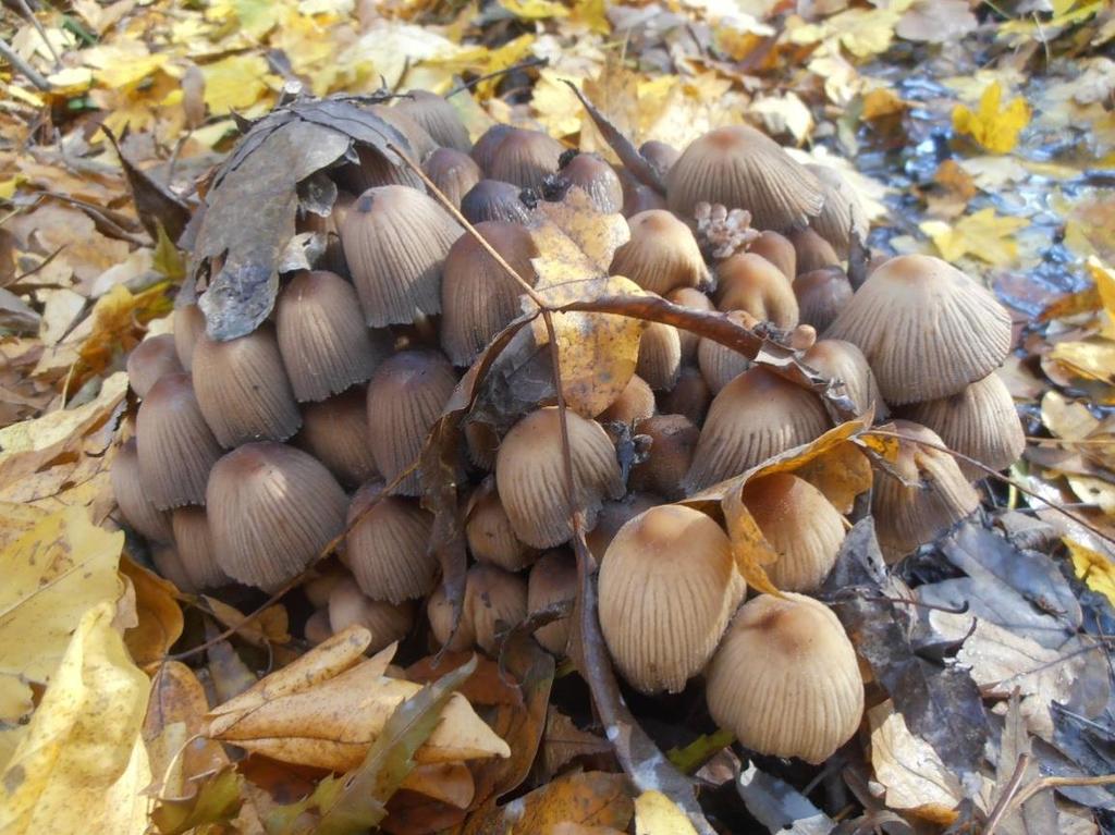 16. ábra Coprinopsis atramentaria a