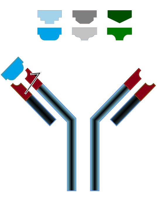 Immunológiai vizsgálat