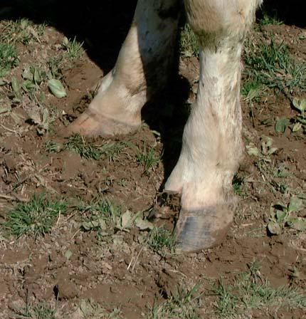 A legelő állat testsúlya a patákon keresztül nyomást gyakorol a talajfelszínre. Az állás és a mozgás során tömörödik a talaj felső rétege, melynek mértékét számos tényező befolyásolja.