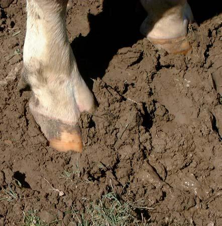A juh körmein keresztül 0,8-0,95 kg/cm 2 nyomást gyakorol a legelőre, szarvasmarhánál a terhelés mértéke 1,2-1,6 kg/cm 2 (SPEDDING, 1971).