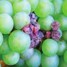 A botritisz elleni védekezés A szürkepenész, vagy latinosan Botritisz cinerea sajátos gombabetegsége a szőlőnek, amely esetenként és