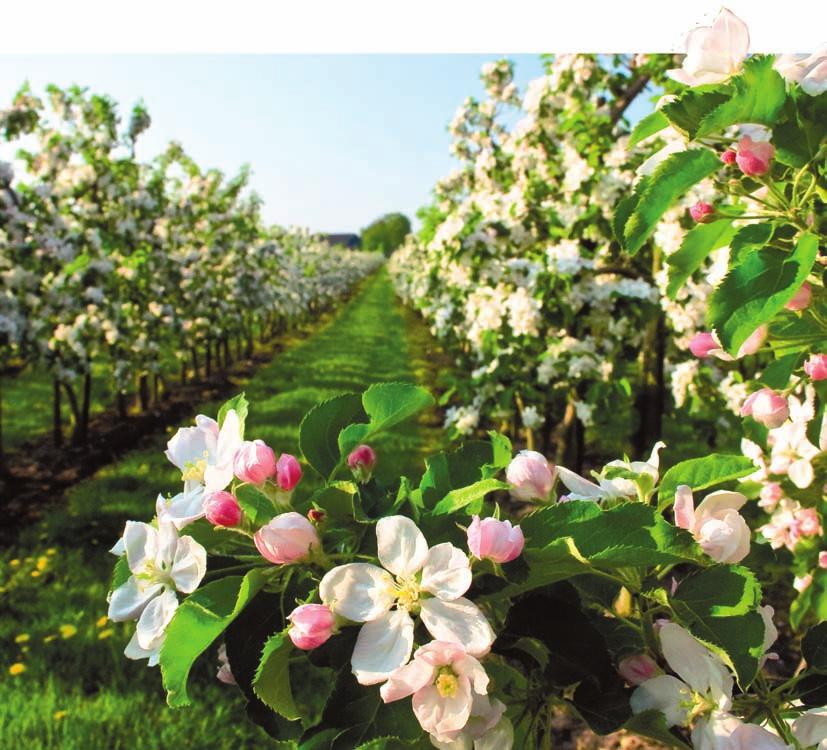 Az alma védelme A kertészek és növényvédelmi szakemberek méltán bíznak a Syngenta termékeiben. A Syngenta cég az agrárkemikáliákat gyártó vállalatok élvonalában áll.