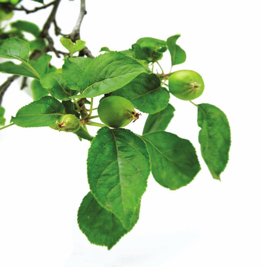 Syngenta alma technológia 2010 Kórokozók/kártevők virágzás előtt pirosbimbó virágzás gyömölcsnövekedés Áttelelt rovarkártevők Lisztharmat Varasodás