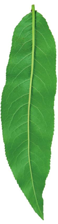 A zöld őszibarack-levéltetű a levelek súlyos károsításán kívül a sarka vírus átvitelével okoz jelentős növényegészségügyi problémát.