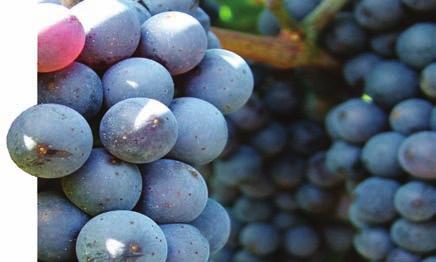 A peronoszpóra elleni védekezés A szőlő védelme Gombabetegségek elleni védelem Közismert dolog, hogy a virágzás előtt megelőző módon kell védekezni a peronoszpóra fertőzés ellen.