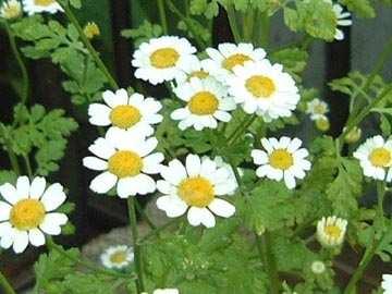 chamomilla L.) Cickafarkfű (Achillea millefolium L.