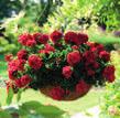 (Fuchsia) 9 cm-es