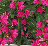 Hibiszkusz
