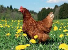 SAPLEMENT GOLD Vitamin és ásványi anyag adalék konzum tojást tojó tojótyúkoknak ENERGOMX GOLD 1,2 Vitamin és ásványi anyag adalék konzum tojást tojó tojótyúkoknak A SAPLEMENT GOLD magasminőségű