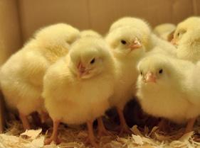 ENERGOVT SUPER 40 Koncentrátum csirkék hízlalásához és nevelő és hízlaló Az Energovit Super magas minőségű koncentrátum brojler csirkék neveléséhez, a kezdettől a -ik napig, kiváló fajlagos takarmány