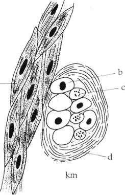 Az emberi test funkcionális szerveződése 52 1-28. ábra. Simaizomszövet. A hosszmetszetben (hm) láthatók a megnyúlt sejtek, középen hosszúkás sejtmaggal (a).