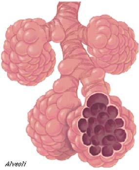 Alveoli: léghólyagocska